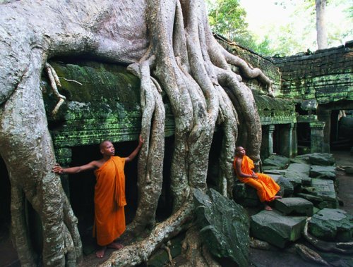MB Püzzle - Wurzelgeflechte in Angkor Wat
