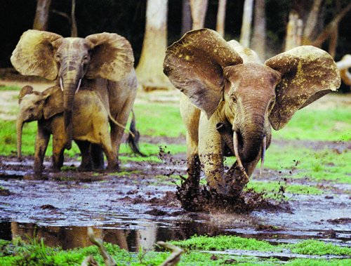 MB Puzzle - Elefanten der Dzanga Bai