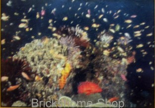 MB Puzzle - Korallenriff, Papua - Neuguinea