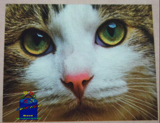 Kreativ-Set Diamond Painting 25x35cm Katze I