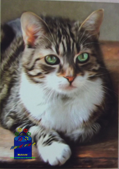 Kreativ-Set Diamond Painting 25x35cm Katze II