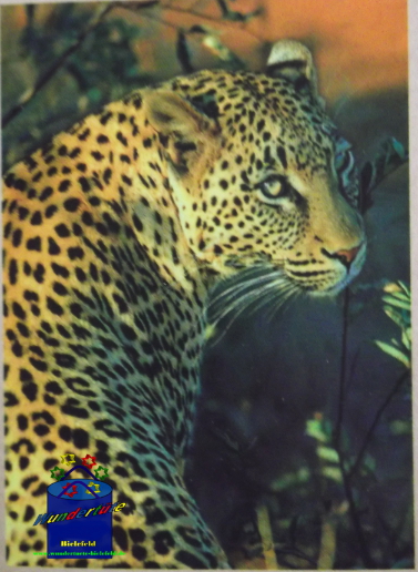 Kreativ-Set Diamond Painting 25x35cm Leopard