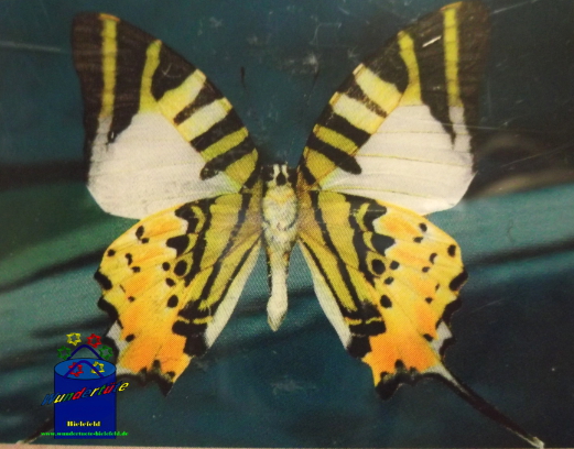 Kreativ-Set Diamond Painting 25x35cm Schmetterling I