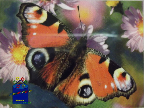 Kreativ-Set Diamond Painting 25x35cm Schmetterling 3